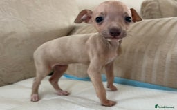 Italian Greyhound dogs for sale: Looking for new home  - Image 4