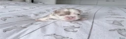 French Bulldog dogs for sale: Amazing quality French bulldog puppies  - Advert 8