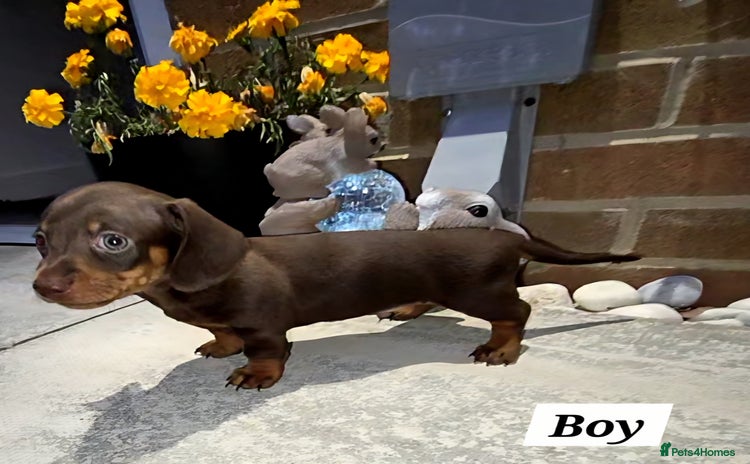 Miniature Dachshund dogs - Advert 4