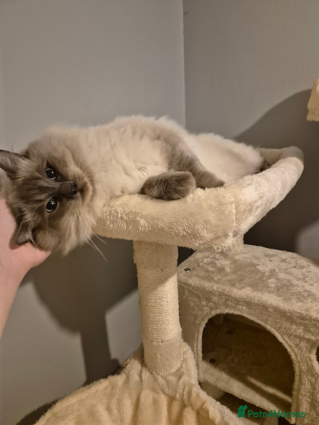 Ragdoll cats for sale: Ragdolls ready 10th January 26'💙 - Image 7