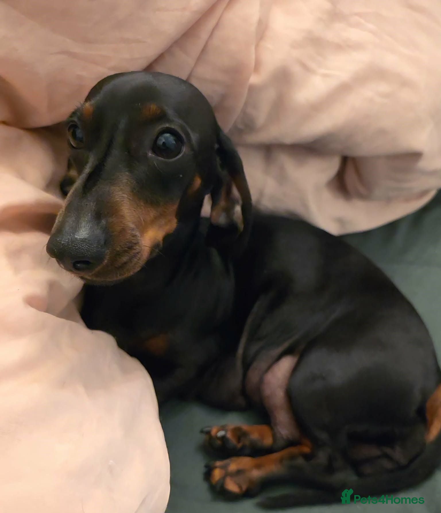 Miniature Dachshund dogs 2 Beautiful Female Miniature Dachshund Puppies - Advert 2