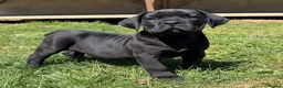 Boerboel dogs for sale: Topguard Kennels 2026 waitlist now open! - Advert 5