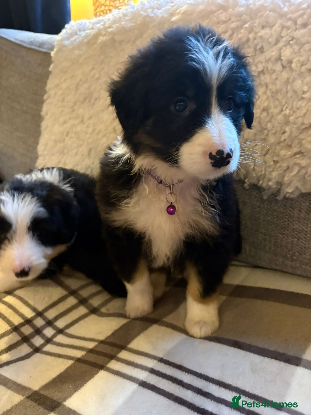 Bearded Collie dogs for sale: 💥3/4 beautiful BEARDIE BOY! 💥 - Advert 5