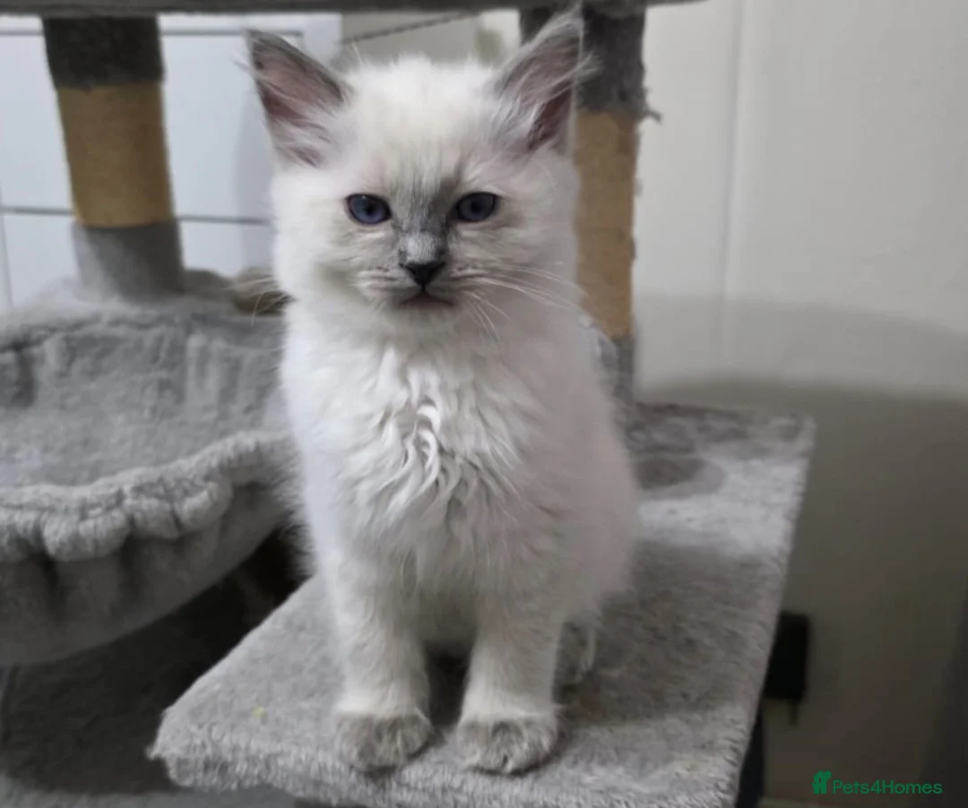 Ragdoll cats for sale: Happy Ragdoll kittens  - Advert 4