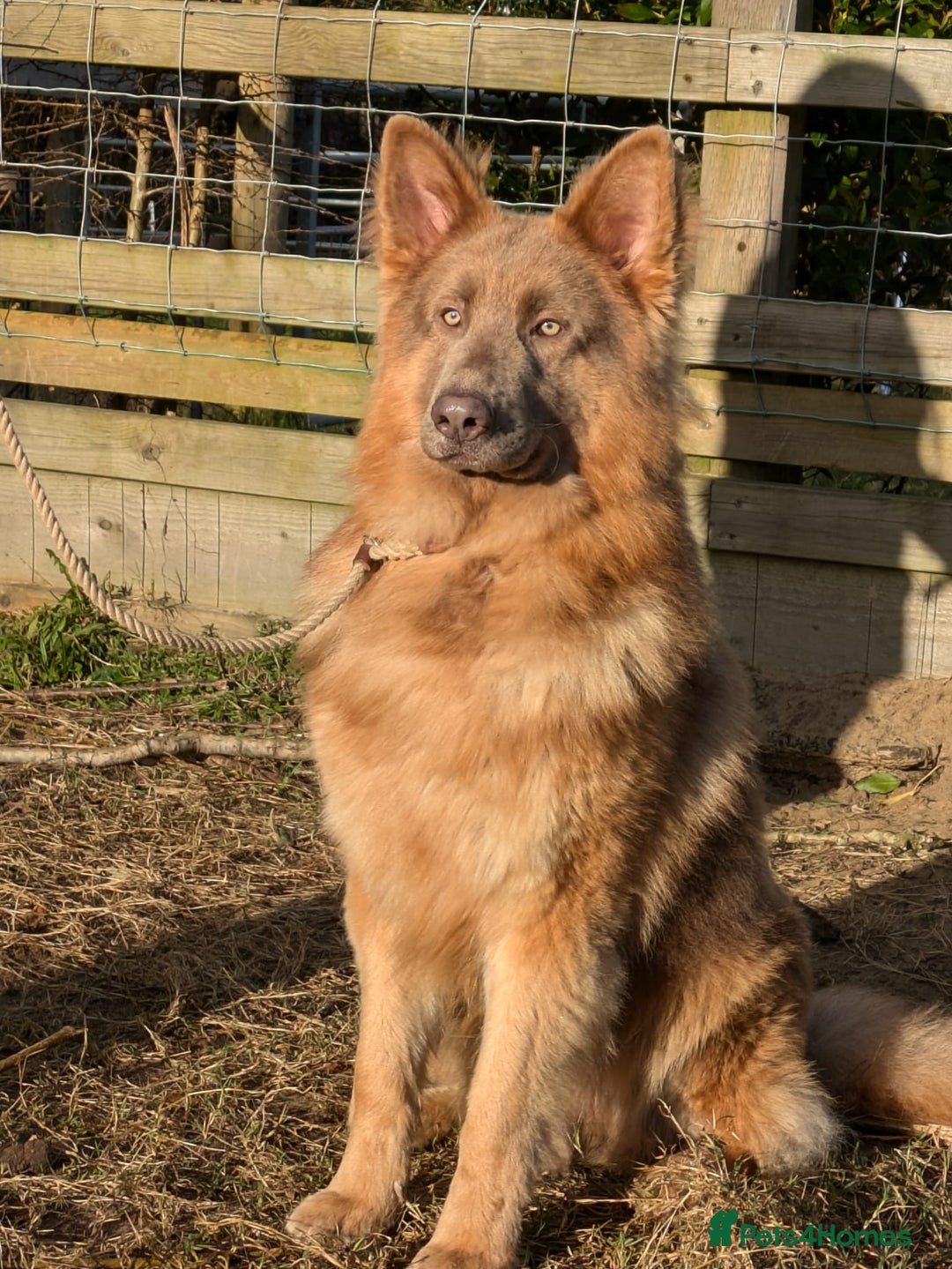 German Shepherd dogs for stud: KC health tested isabella german shepherd for stud - Advert 7
