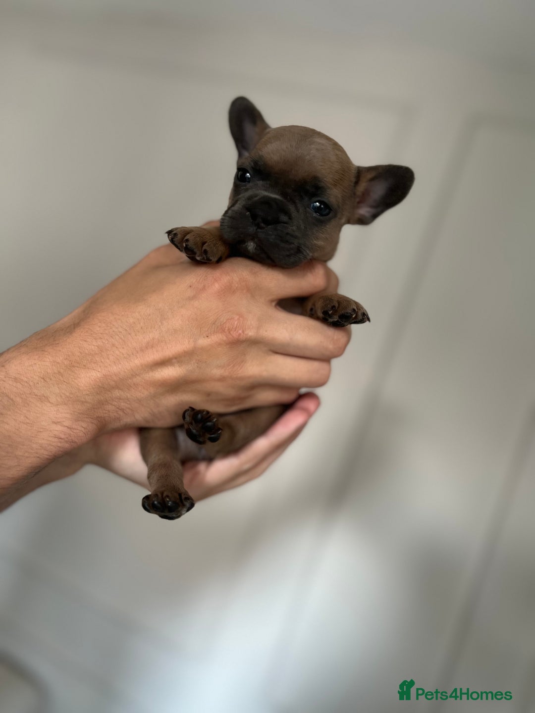 French Bulldog dogs for sale: KC Registered French Bulldogs  - Image 3