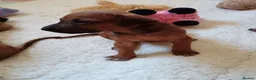 Rhodesian Ridgeback dogs for sale: Pedigree Rhodesian Ridgeback puppies.  - Advert 16