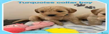 Turquoise collar boy