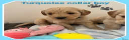 Mini Goldendoodle dogs for sale:  VETCHECKED✅STUNNING F1 MINIATURE GOLDENDOODLES 🐶 - Advert 9