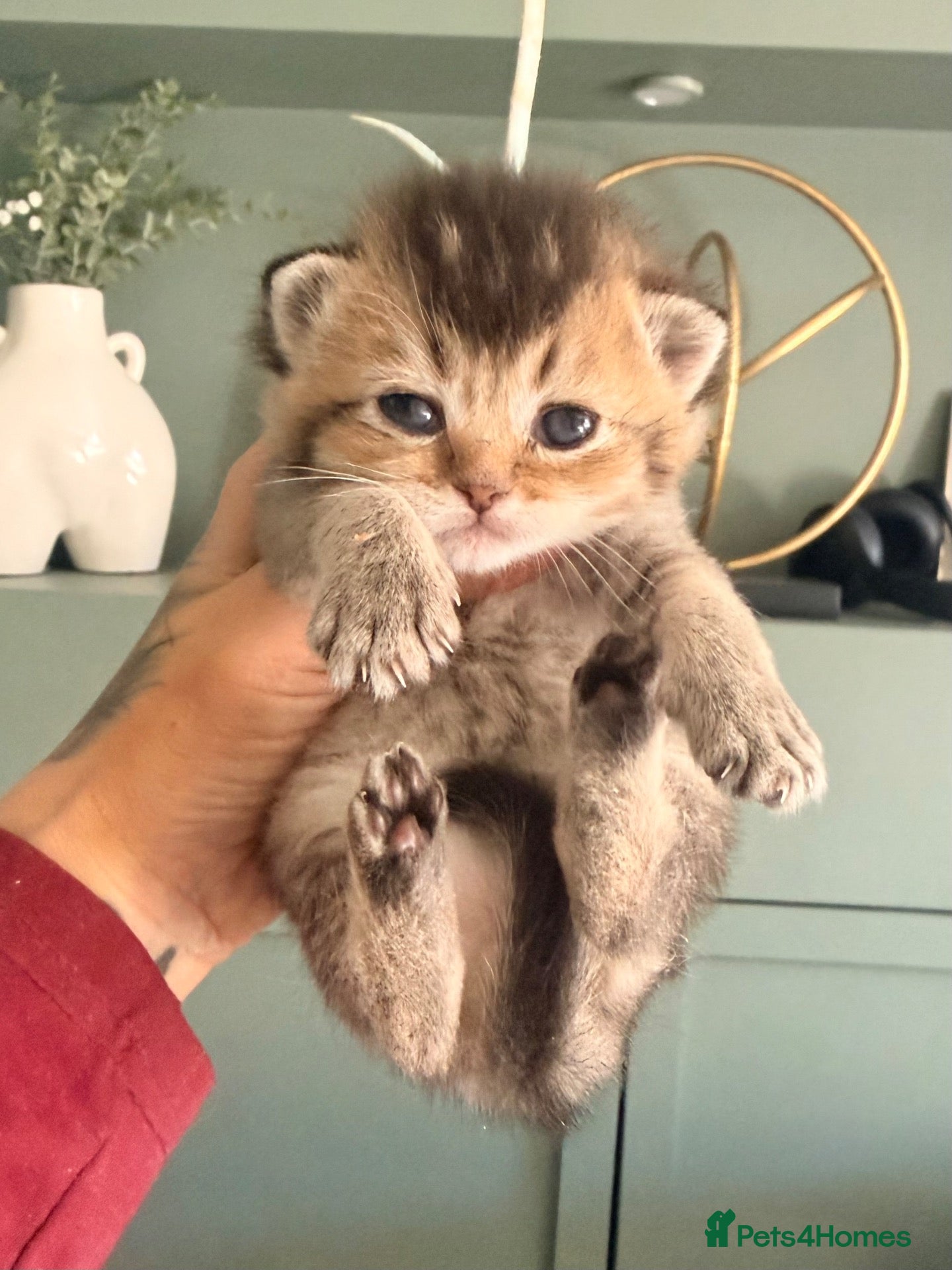 British Shorthair cats 6 gorgeous golden chocolate litter  - Advert 6