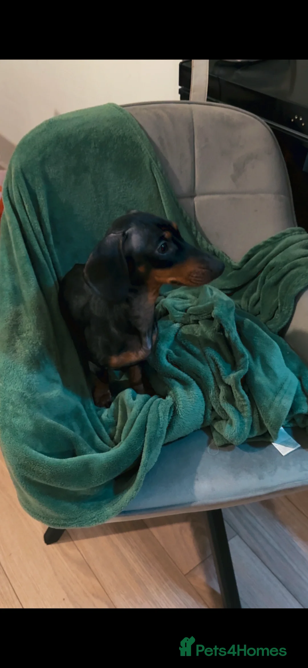 Miniature Dachshund dogs for sale: Female miniature dachshund  - Advert 8