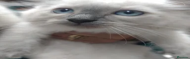 Ragdoll 2