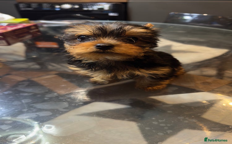 Yorkshire Terrier dogs - Advert 11