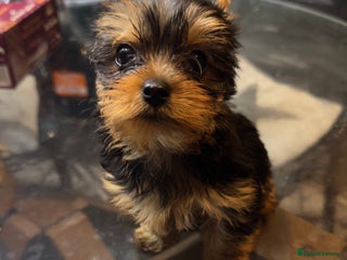 Yorkshire Terrier dogs - Advert 1