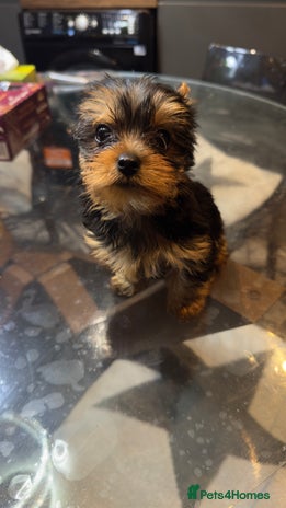 Yorkshire Terrier dogs - Advert 11