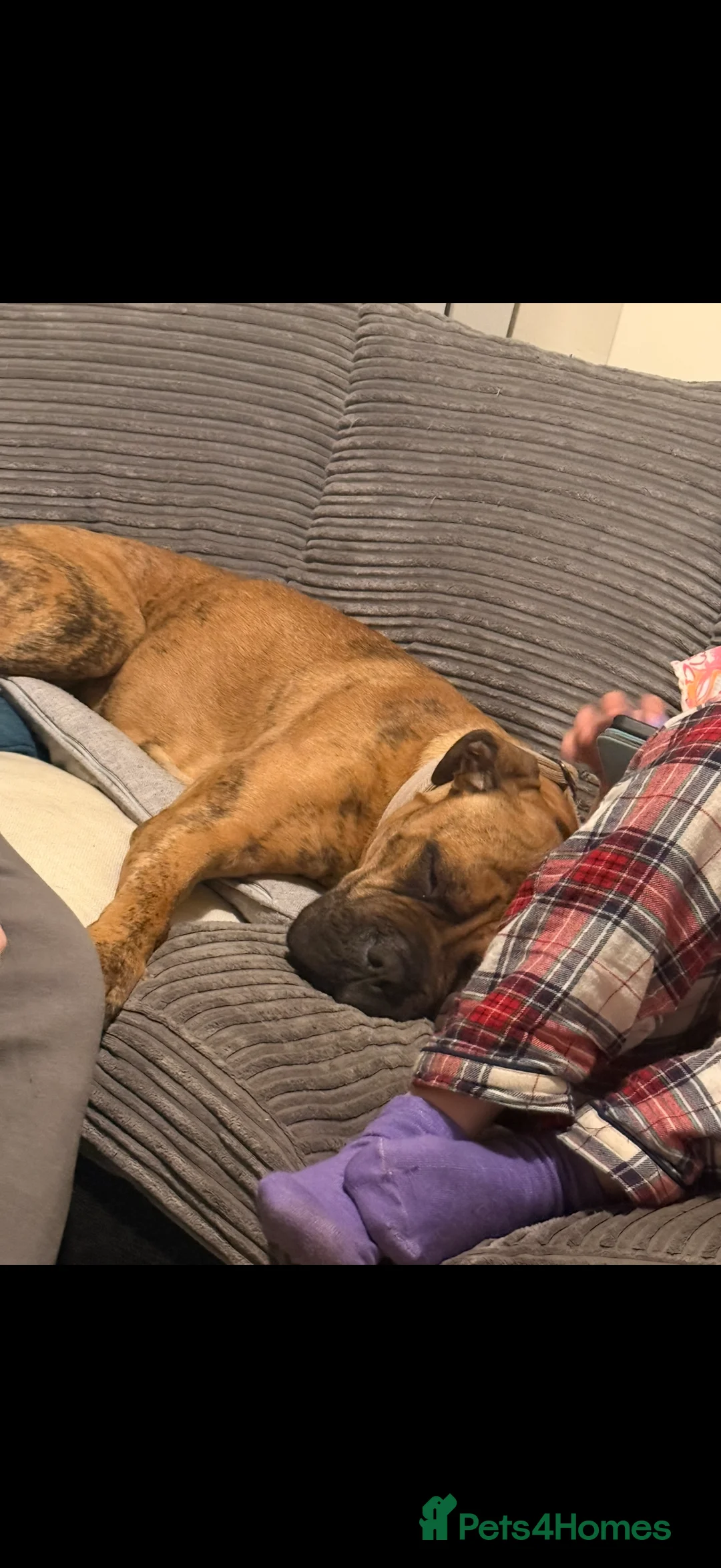 Presa Canario dogs for sale: Ecco  - Advert 2