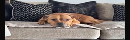 Staffordshire Bull Terrier dogs for sale: RED perfect chunky Staffy puppies in Grimsby - Advert 6
