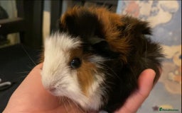 Guinea Pig rodents for sale: Gorgeous baby Guinea pigs in Saint Helens - Image 1