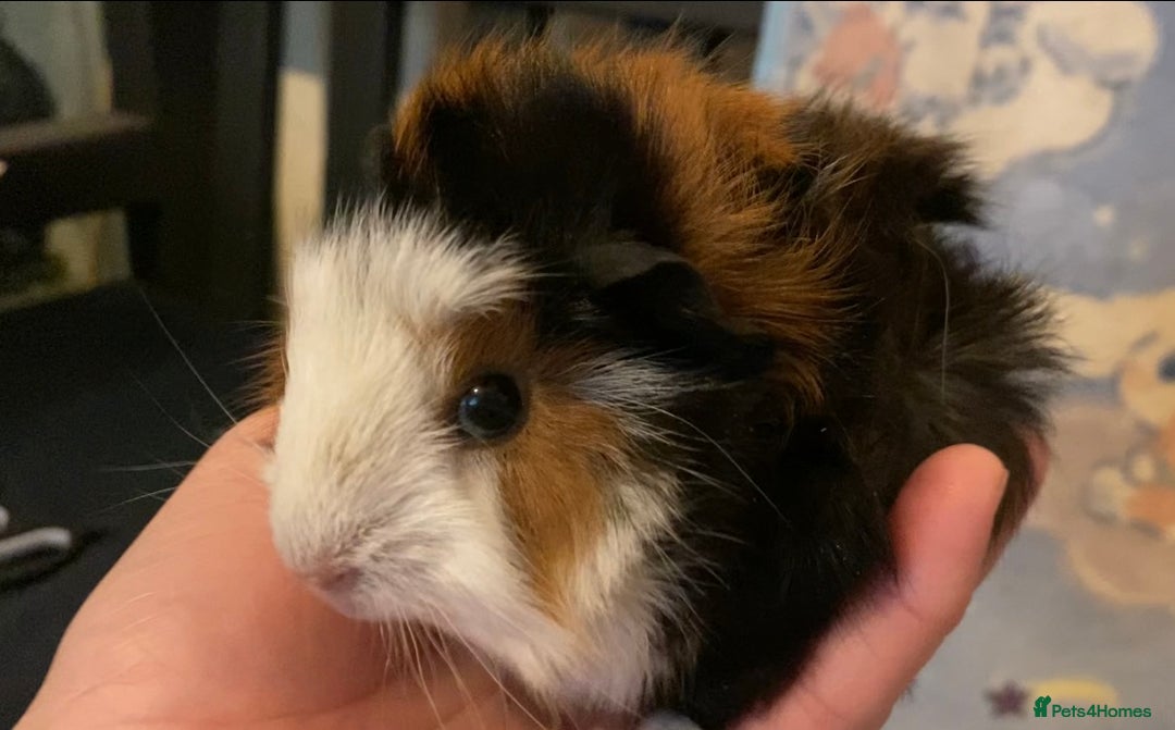 Guinea Pig rodents for sale: Gorgeous baby Guinea pigs in Saint Helens - Image 1