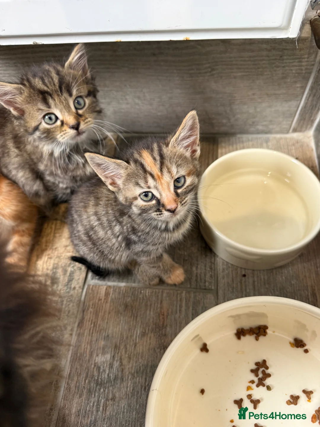 Mixed Breed cats for sale: 5 kittens for sale  - Advert 12
