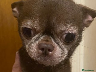 Chihuahua dogs Beautiful Smooth Coat Chihuahua Boys – Ready Now - Advert 6