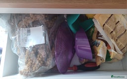 Hamster rodents for sale: Black male Syrian hamster and accessories  - Image 4