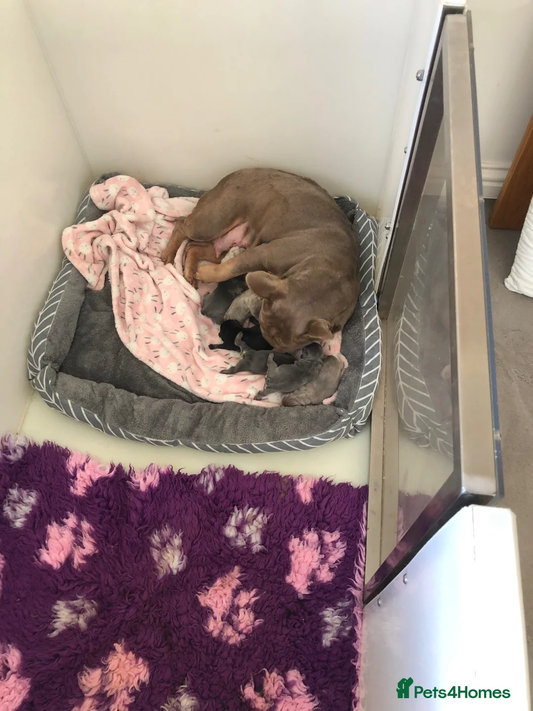 French Bulldog dogs for sale: French bulldog - Advert 2
