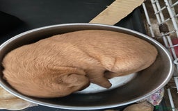 Labrador Retriever dogs for sale: Kc reg Labrador puppies injections flea worm chip - Image 13