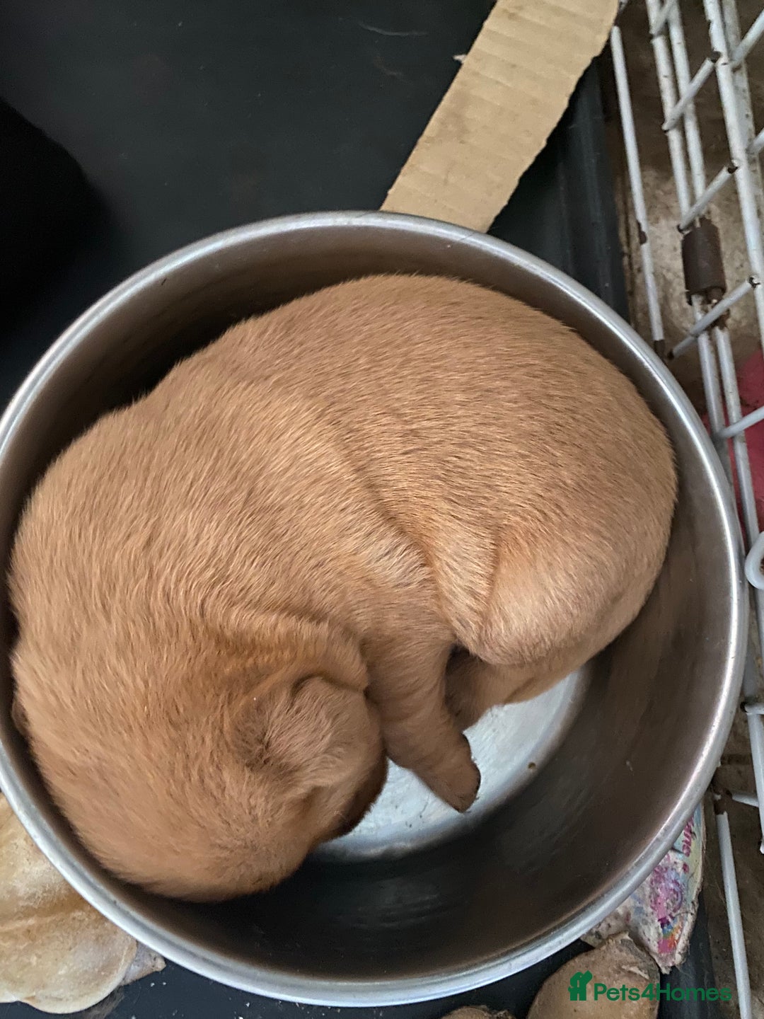 Labrador Retriever dogs for sale: Kc reg Labrador puppies injections flea worm chip - Image 13