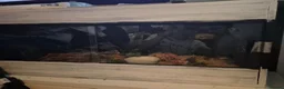 Corn Snake reptiles for sale: Corn snake with set up  - Advert 2