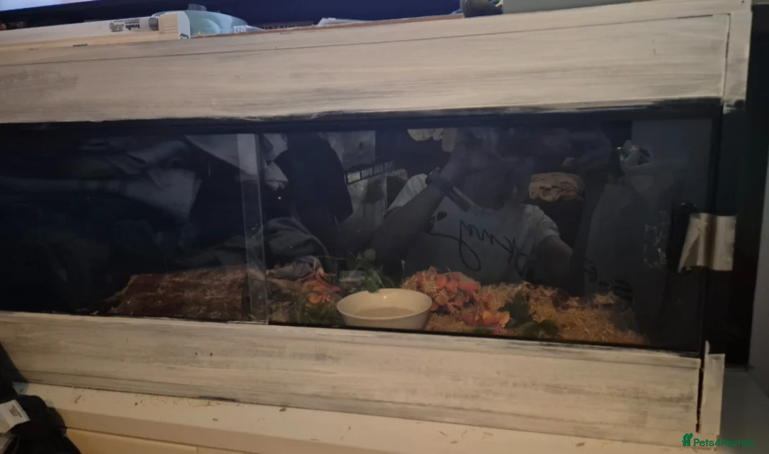 Corn Snake reptiles for sale: Corn snake with set up  - Advert 2