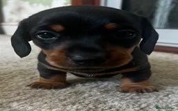 Miniature Dachshund dogs for sale: kc reg miniature smooth Dachshund 1 girl 1 boy - Image 10