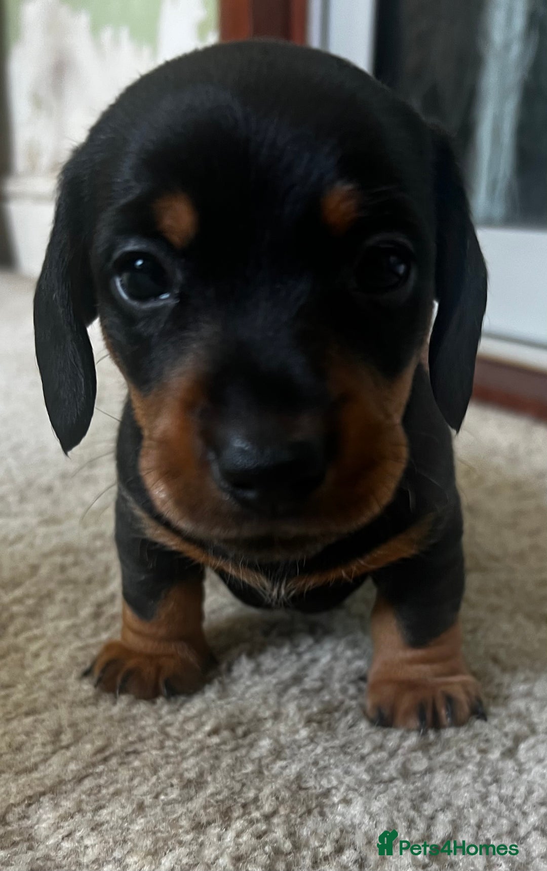 Miniature Dachshund dogs for sale: kc reg miniature smooth Dachshund 1 girl 1 boy - Image 10