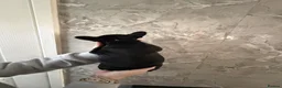 French Bulldog dogs for sale: French bulldog puppy’s  - Advert 11