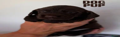 Brown Dog Pup