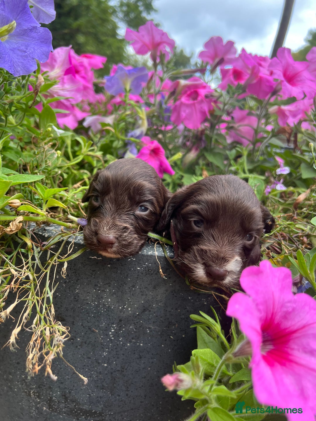 Cocker Spaniel dogs for sale: 6 beautiful cocker spaniel puppies - Image 4
