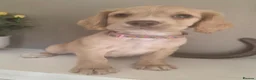 Sprocker dogs for sale: A working accident  - Advert 4