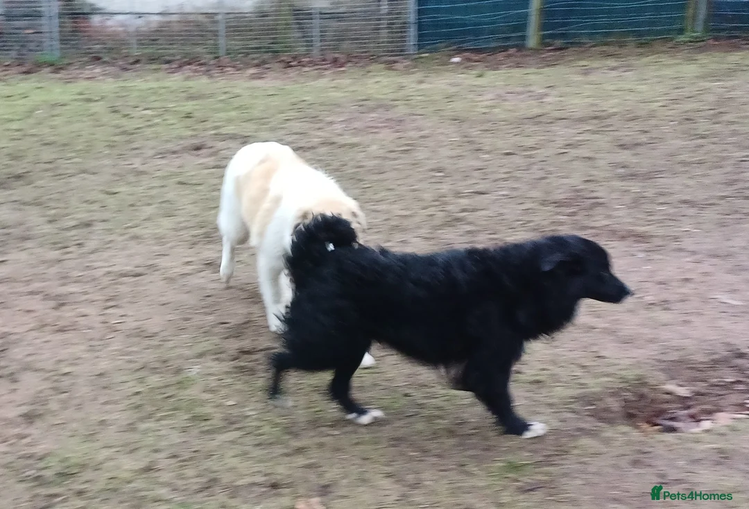 Mixed Breed dogs for adoption: Meet MARK - a very Sweet Boy for a Loving Home - Advert 5