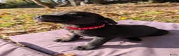 Mixed Breed dogs for sale: Labrador x rottweiler pups  - Advert 13