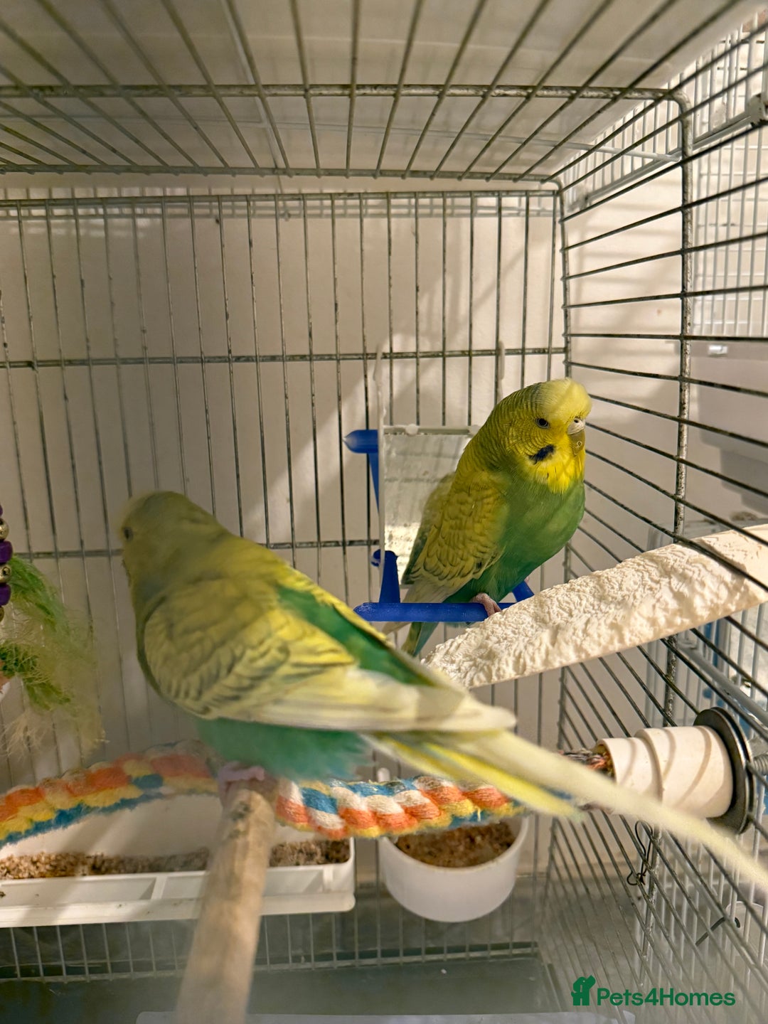 Budgerigars birds for sale: BABY BUDGIES FOR SALE  - Advert 5