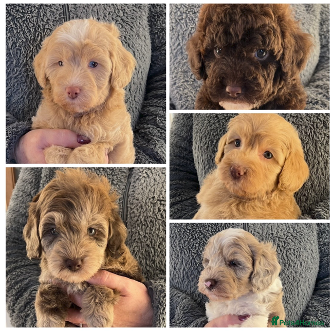 Labradoodle dogs Stunning Labradoodles From Health tested parents - Advert 2