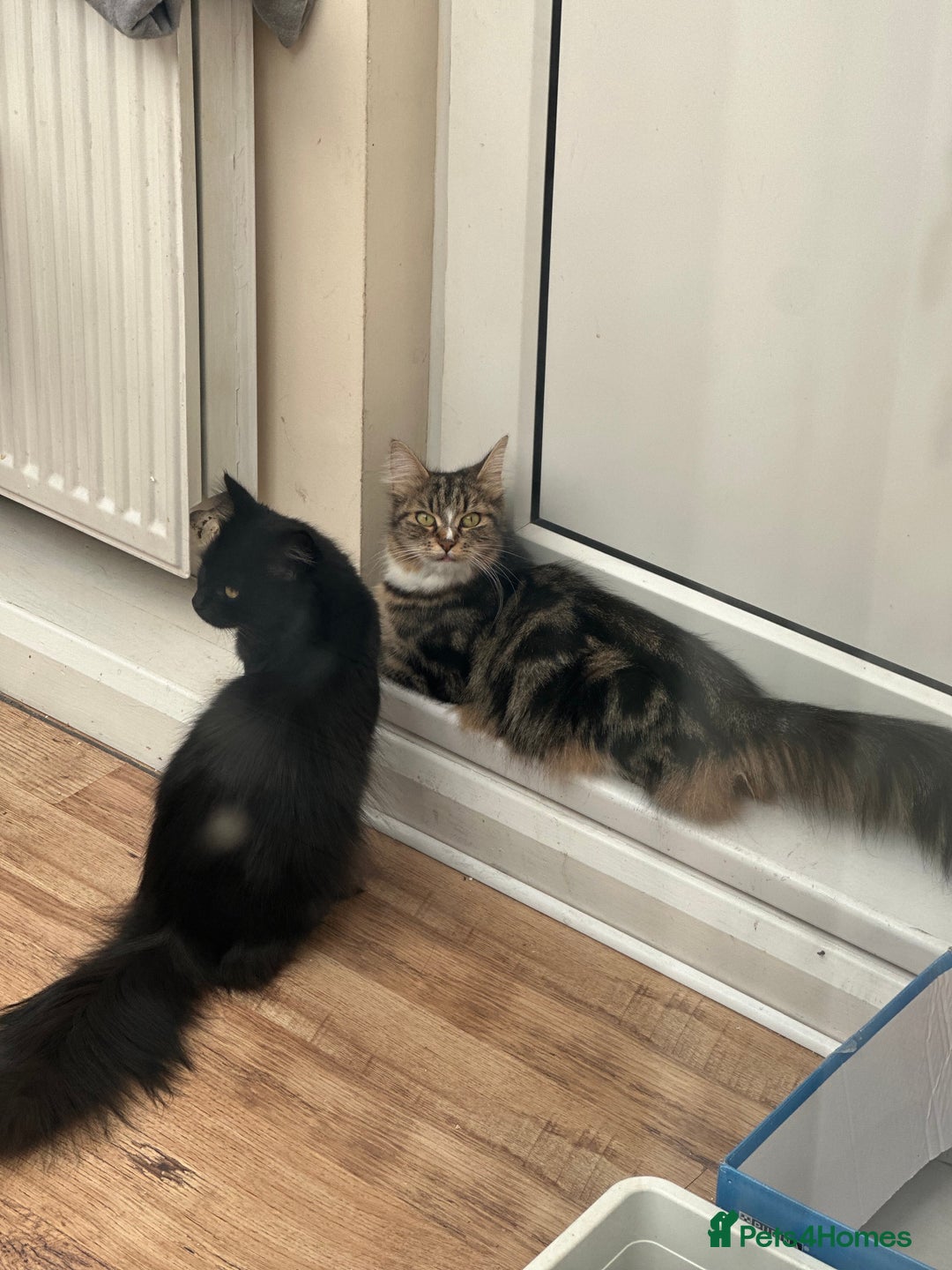 Maine Coon cats for sale: Black and white fluffy felix and coco - Image 28
