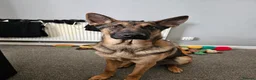 Mixed Breed dogs for sale: Belgian malinois cross german shephard - Advert 3