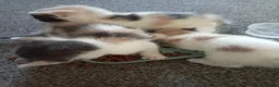 Mixed Breed cats for sale: 4 male calicos - Advert 11