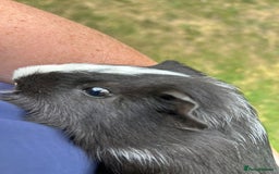 Guinea Pig rodents for sale: 4 gorgeous male guinea pigs available - Image 5
