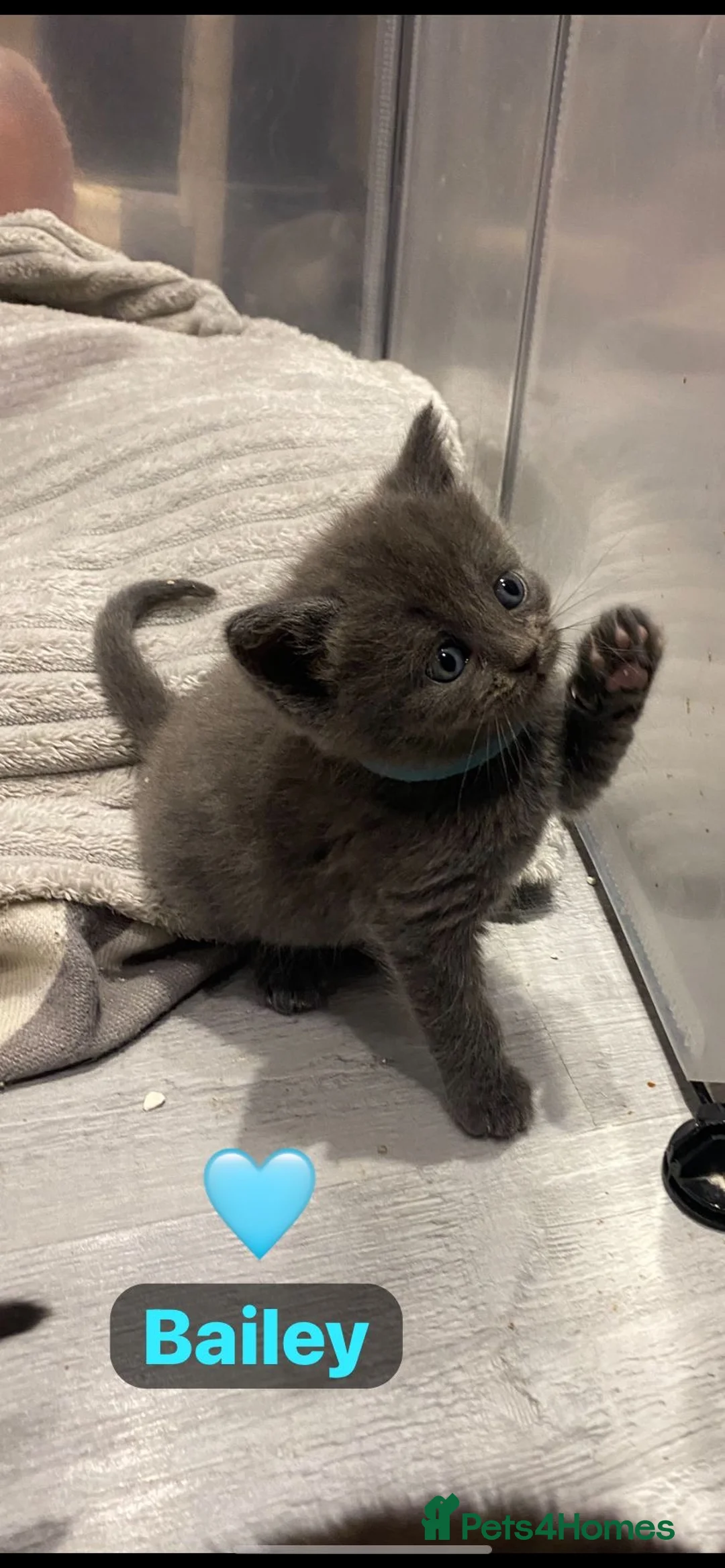 British Shorthair cats for sale: Beautiful British shorthair cross kittens🩵🩷 - Advert 2