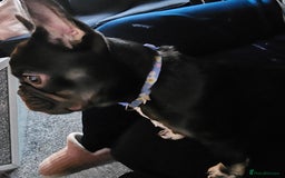 French Bulldog dogs for sale: Kc miniature French bulldog  - Image 3