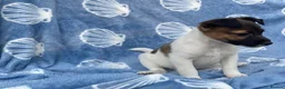 Jack Russell dogs for sale: Miniature Jack Russell‘s - Advert 13