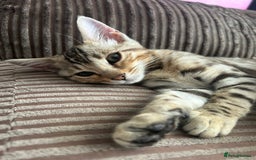 Bengal cats for sale: Multi-coloured bengal for sale (male) - Image 4