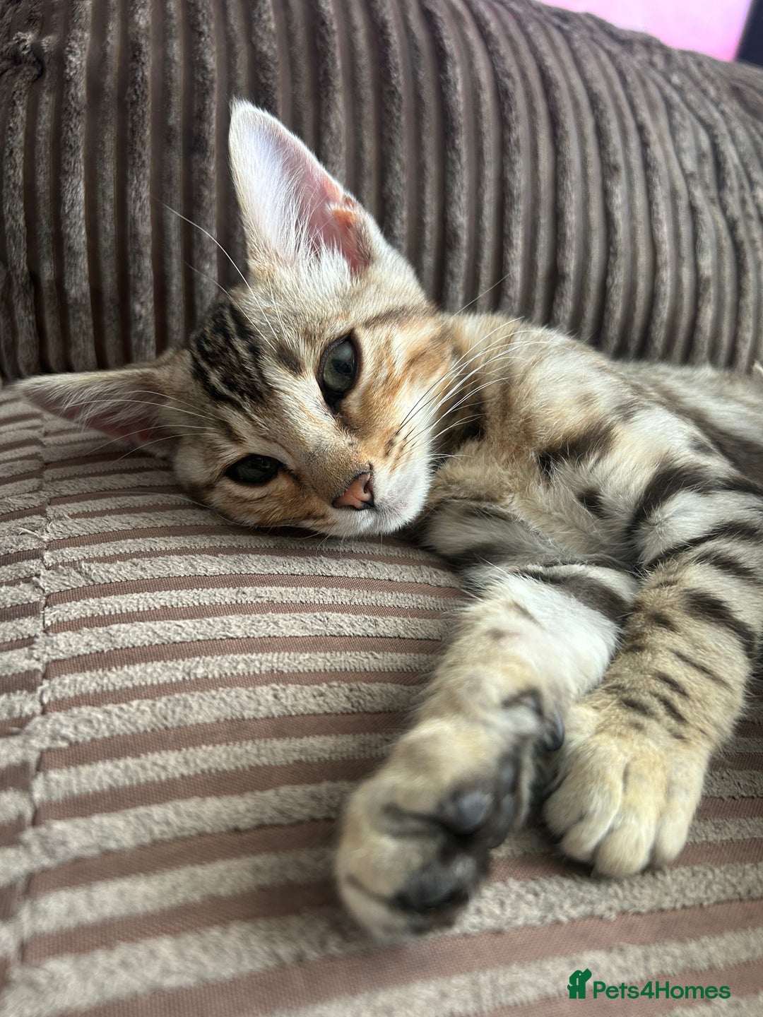 Bengal cats for sale: Multi-coloured bengal for sale (male) - Image 4
